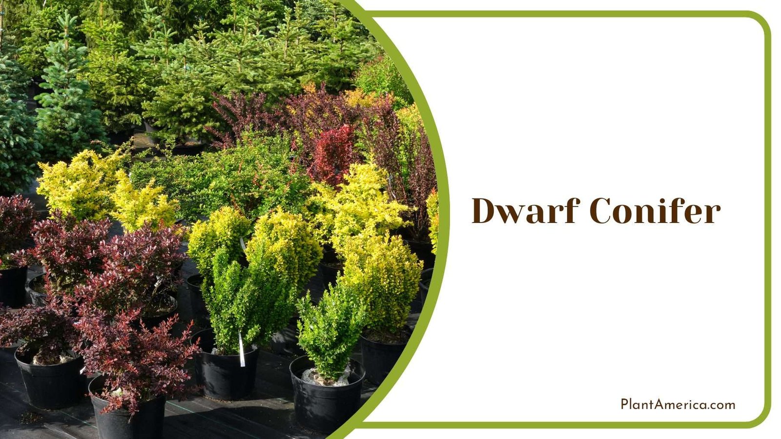 Dwarf Conifers A Guide To Growing And Caring For Compact Evergreens Plant America Dwarf Conifers A Guide To Growing And Caring For Compact Evergreens Plant America