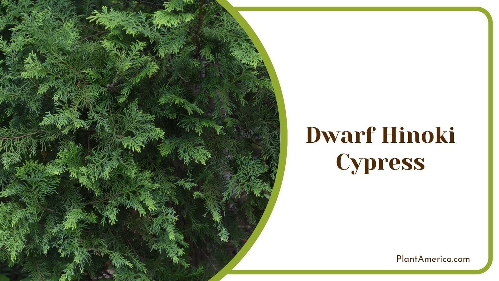 Dwarf Hinoki Cypress Traditional Elegance With Modern Flair Plant America Dwarf Hinoki Cypress Traditional Elegance With Modern Flair Plant America