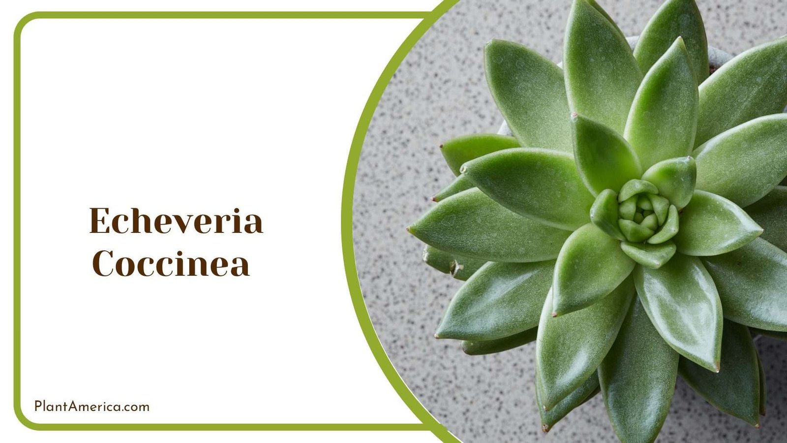 Echeveria Coccinea Flower Plant America Echeveria Coccinea Flower Plant America