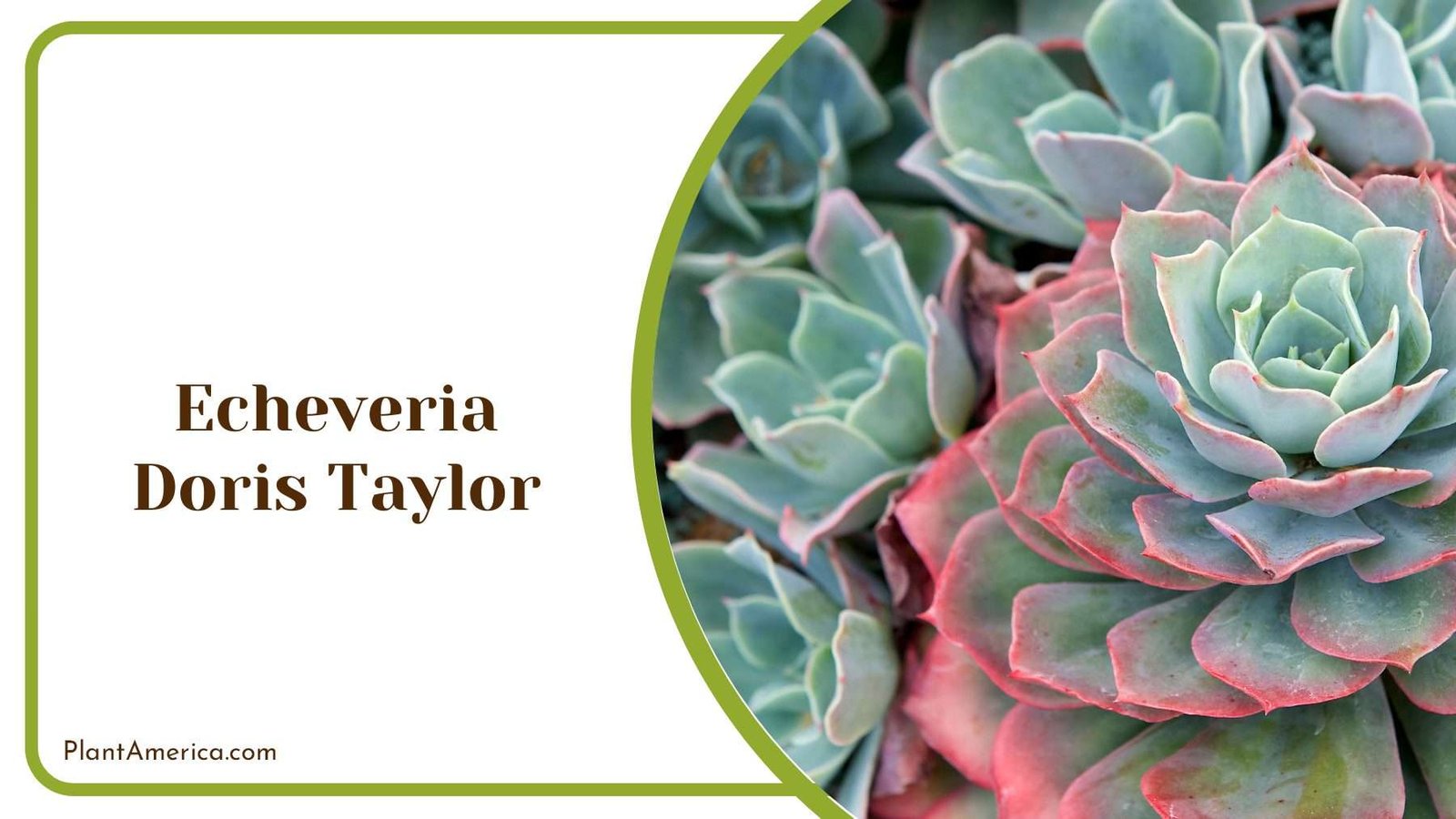 Echeveria Doris Taylor Succulents Plant America Echeveria Doris Taylor Succulents Plant America