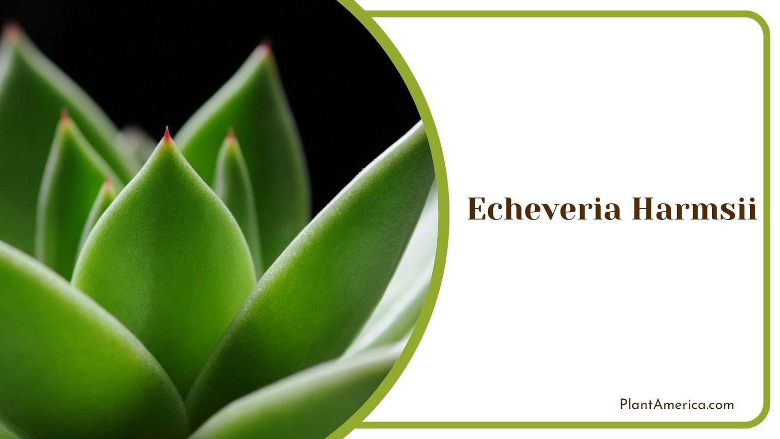 Echeveria Harmsii Green Leaves Plant America Echeveria Harmsii Green Leaves Plant America
