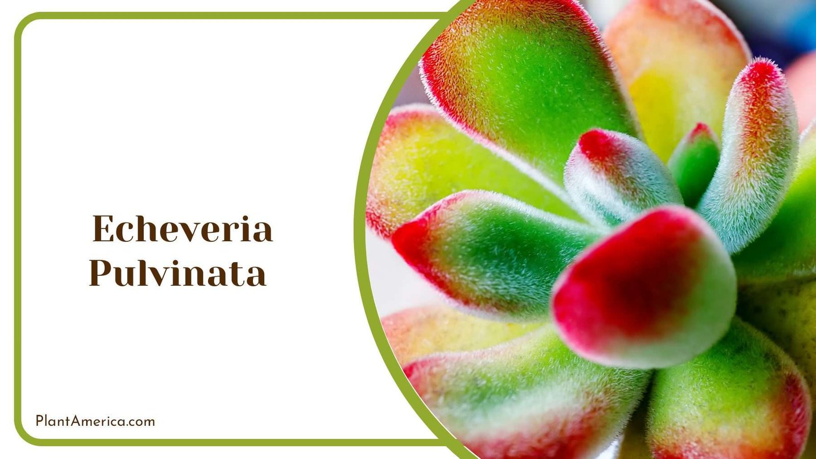 Echeveria Pulvinata Colorful Plant Plant America Echeveria Pulvinata Colorful Plant Plant America