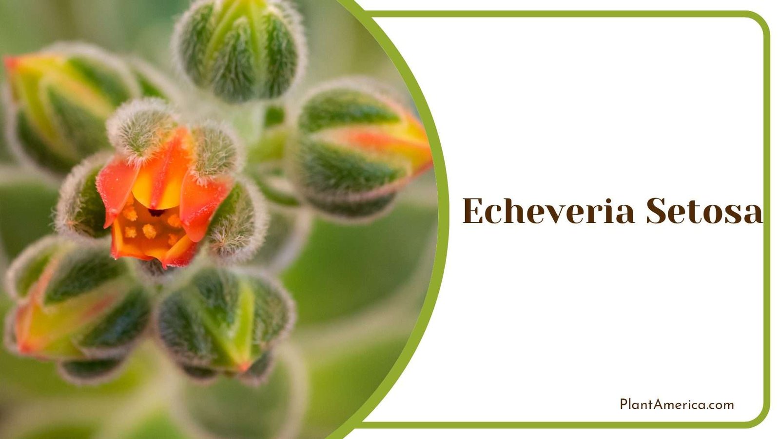 Echeveria Setosa Bloom Plant Plant America Echeveria Setosa Bloom Plant Plant America