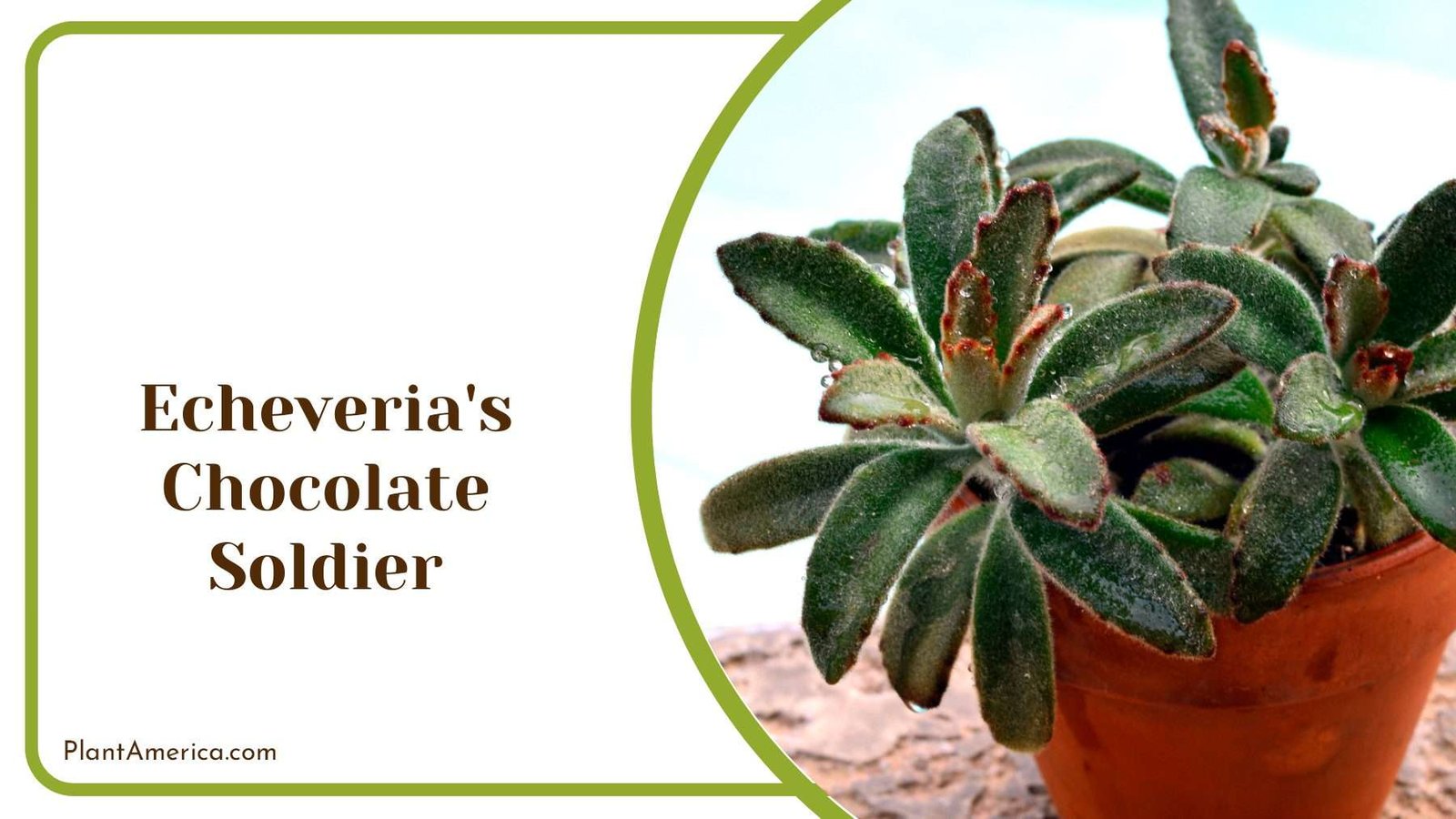 Echeveria s Chocolate Soldier In A Pot Plant America Echeveria s Chocolate Soldier In A Pot Plant America