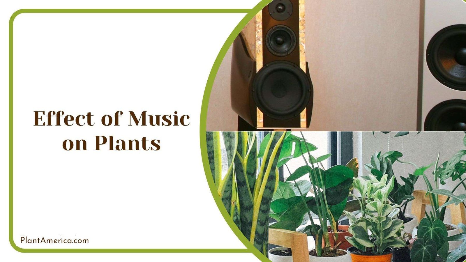 Effect of Music on Plants Plant America