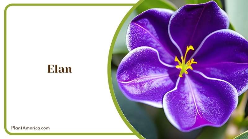 Elan Royal Violet Plant America