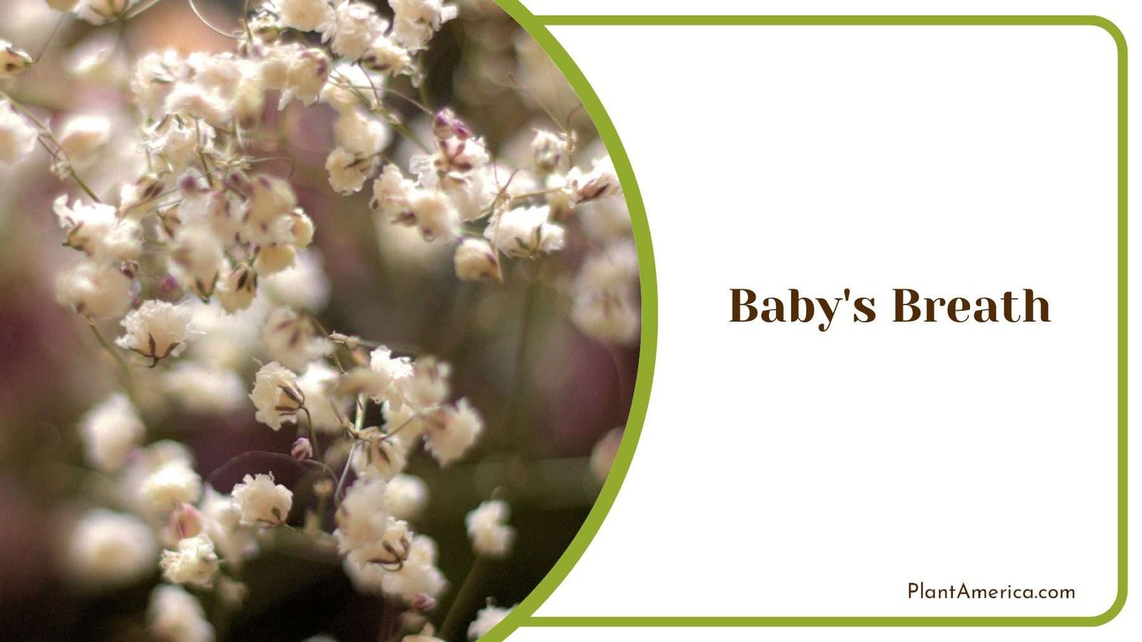 Elegant Baby s Breath In Loving Arrangement PlantAmerica
