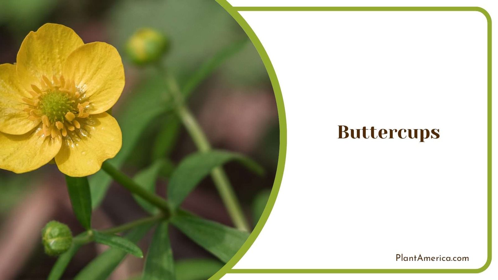 Elegant Buttercups In Spring PlantAmerica