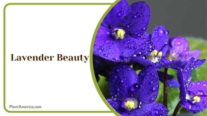 Elegant Lavender Beauty Flowers Plant America