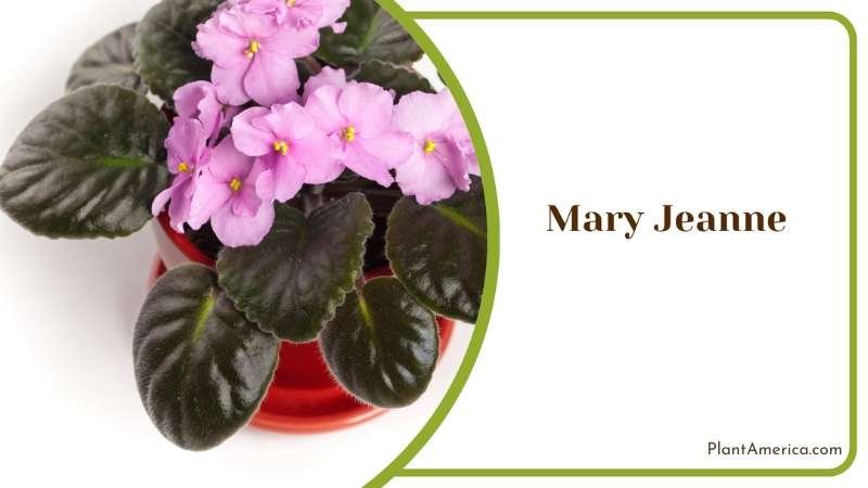 Elegant Mary Jeanne African Violet Beauty Plant America