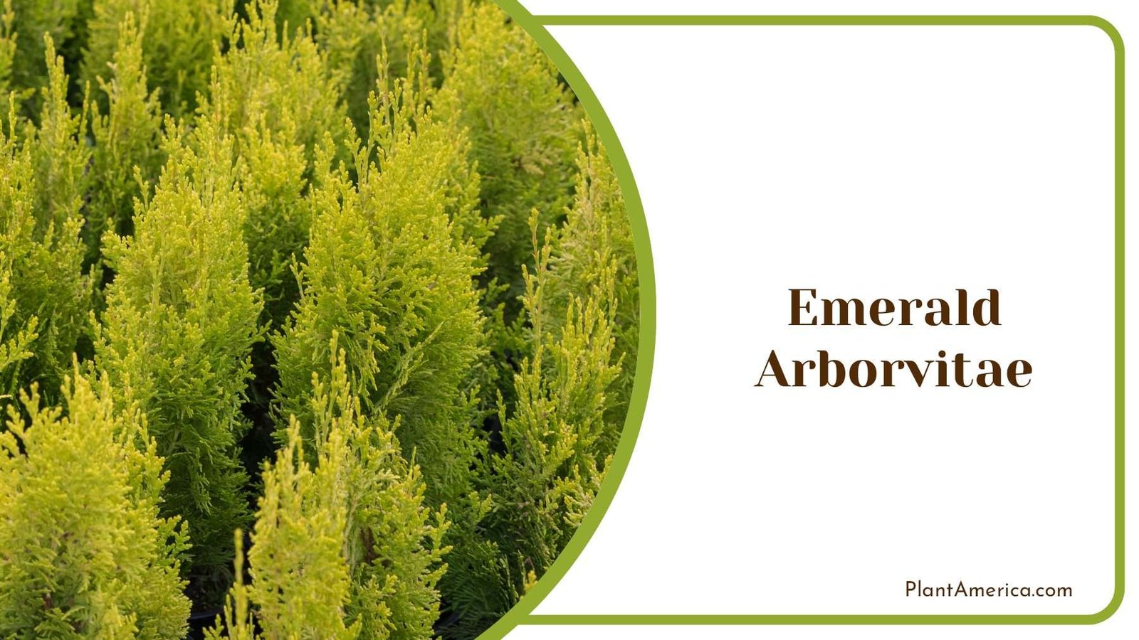 Emerald Arborvitae Green Evergreen Tree Plant America