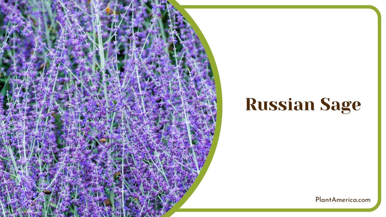 Enchanting Russian Sage Plant America
