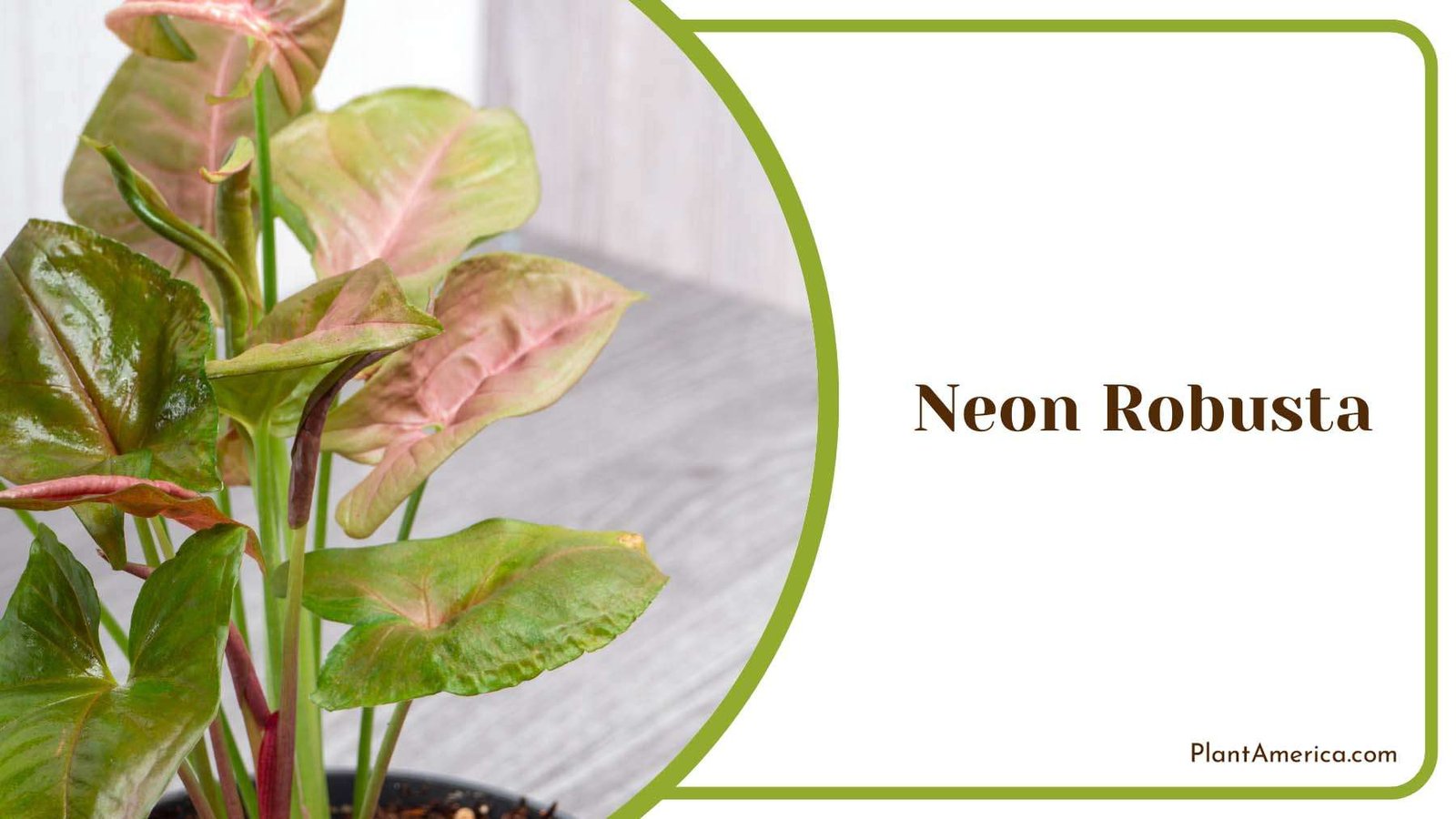 Energetic Vibes from Neon Robusta Plant America Energetic Vibes from Neon Robusta Plant America