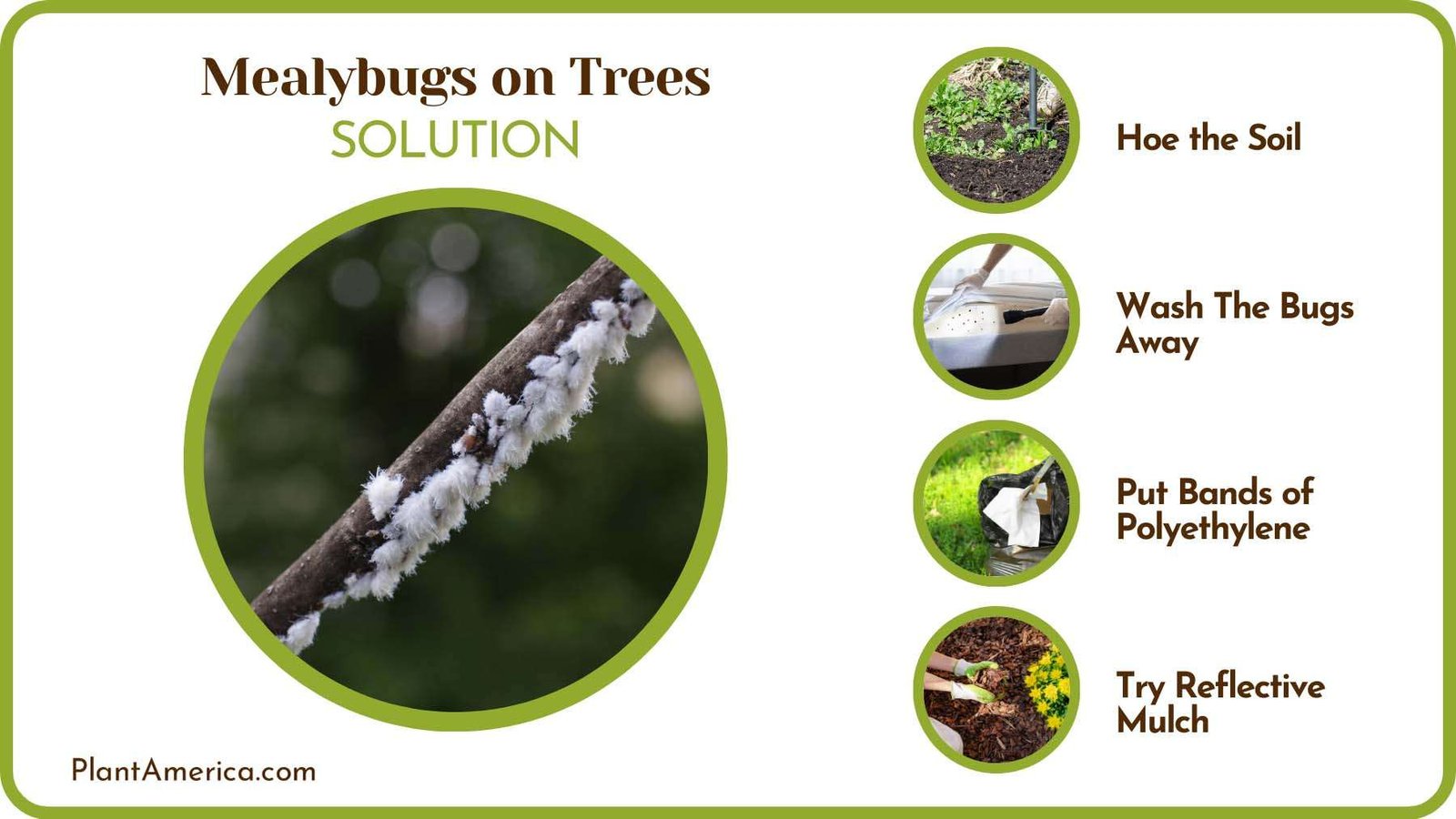 Eradicate Mealybugs From Trees Plant America