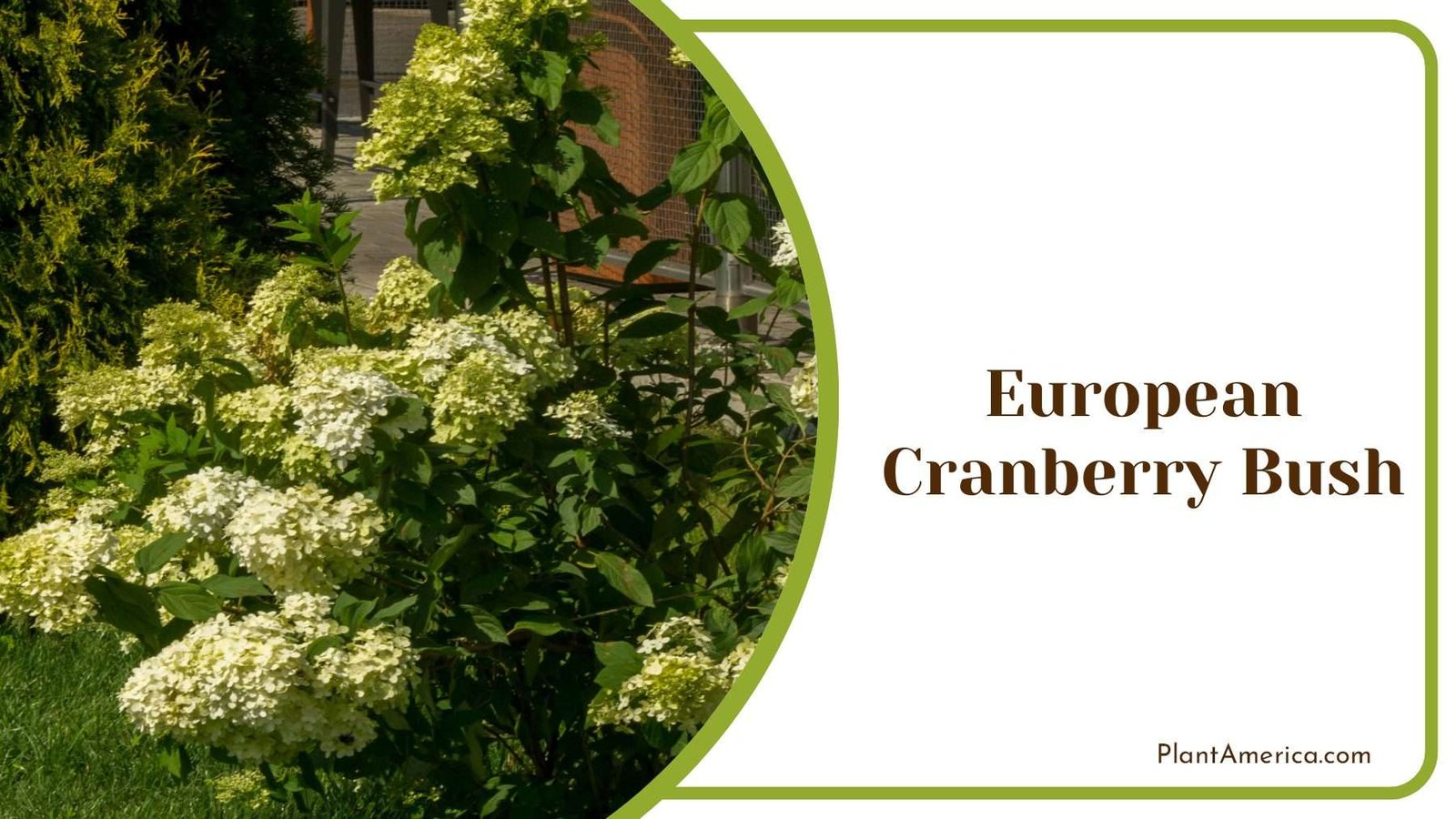 European Cranberry Bush Shrub Plant America