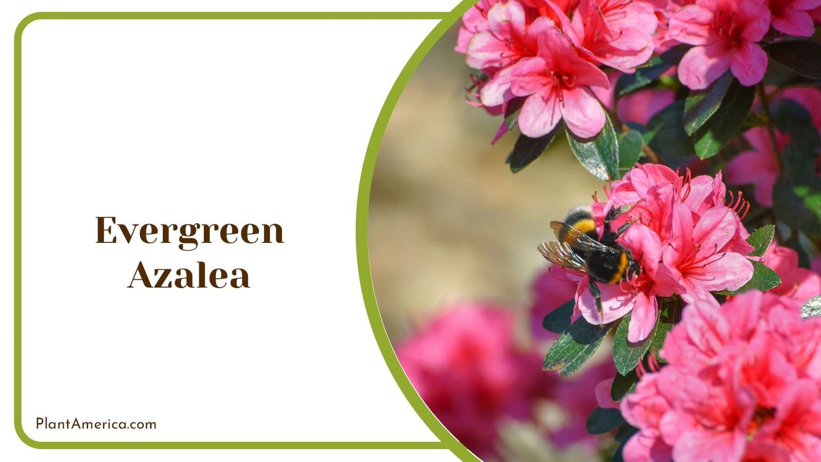 Evergreen Azalea With Pink Blossoms Plant America
