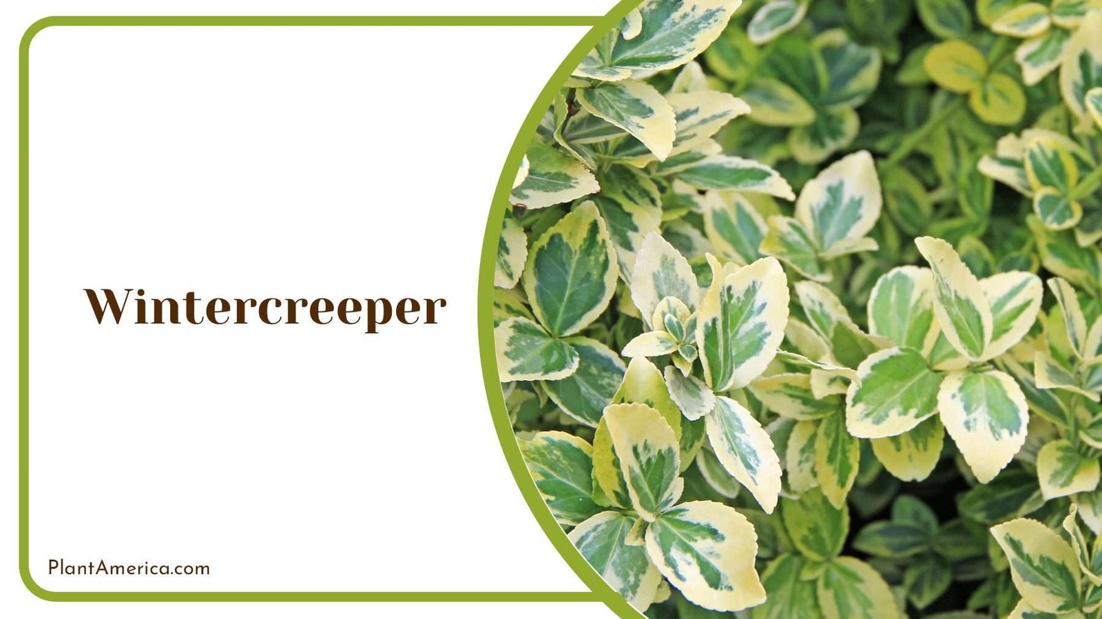 Evergreen Wintercreeper Plants PlantAmerica Evergreen Wintercreeper Plants PlantAmerica