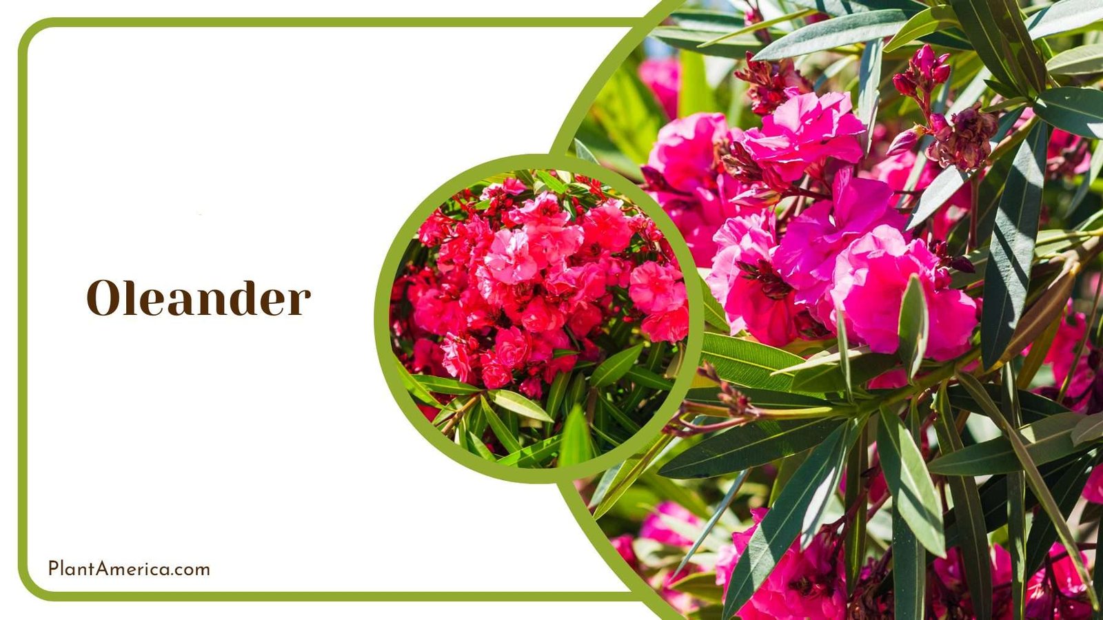 Exotic Oleander Blossoms Plant America