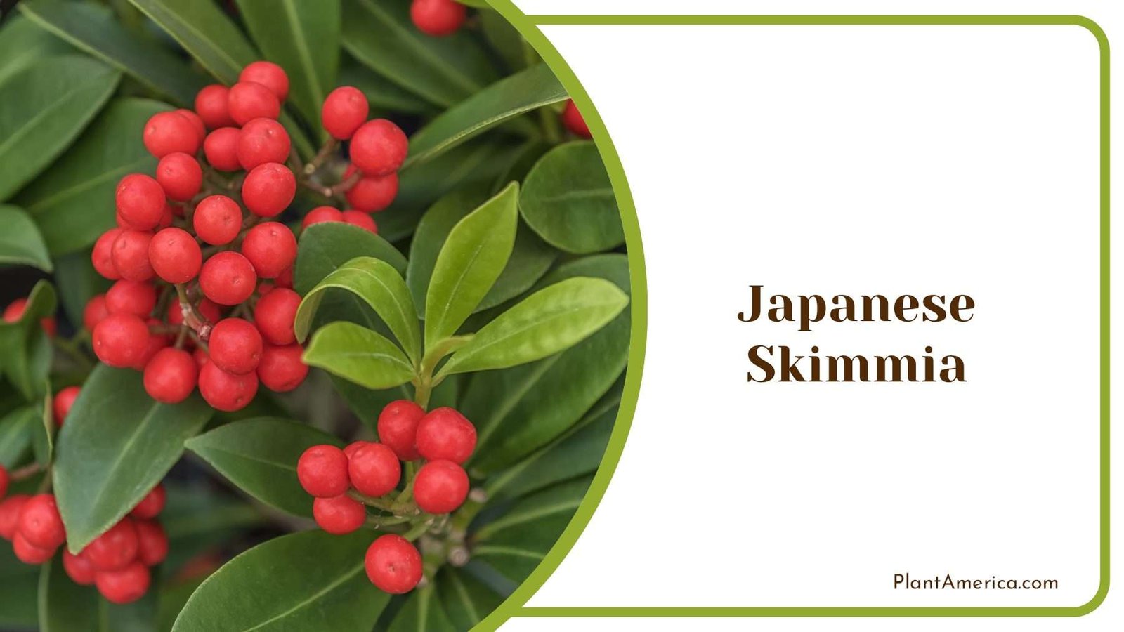 Exploring Japanese Skimmia Varieties For Garden Plant America Exploring Japanese Skimmia Varieties For Garden Plant America