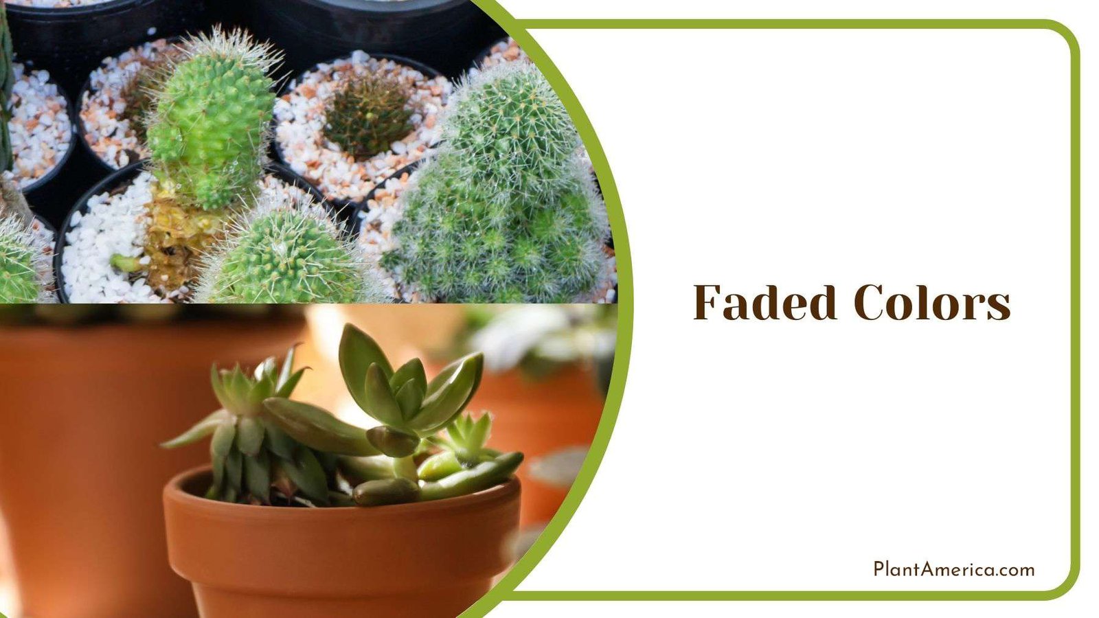 Faded Colors in Succulent Plant America Faded Colors in Succulent Plant America