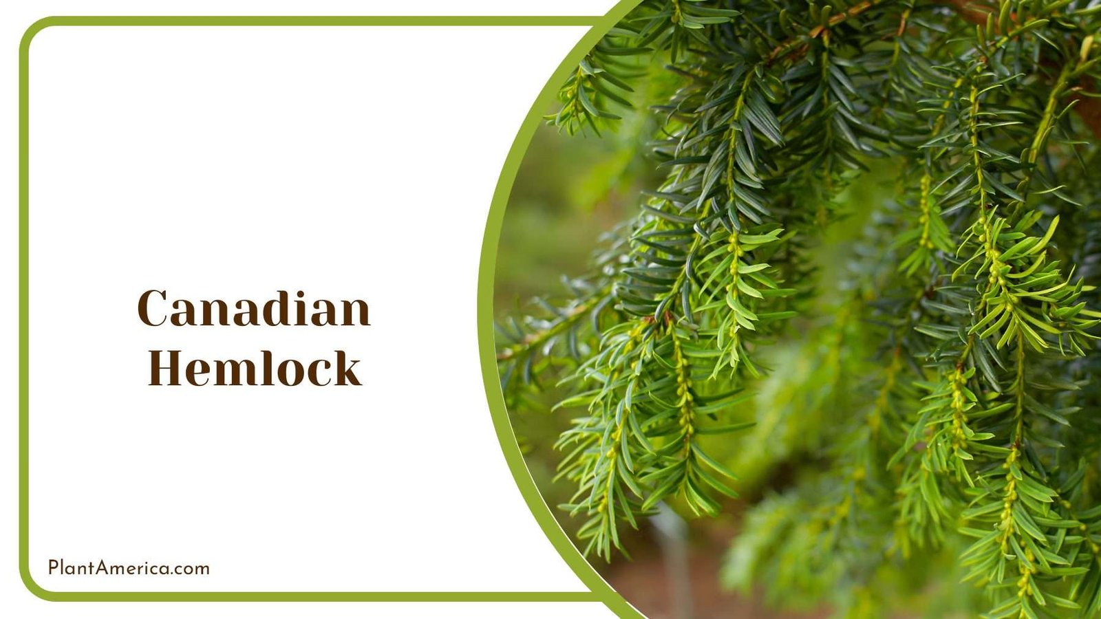 Fast Growing Canadian Hemlock Shrubs Plant America