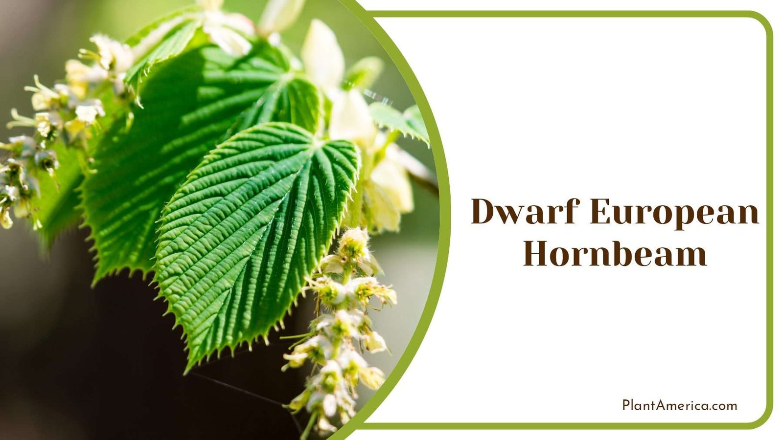 Fast Growing Dwarf Hornbeam Shrubs Plant America
