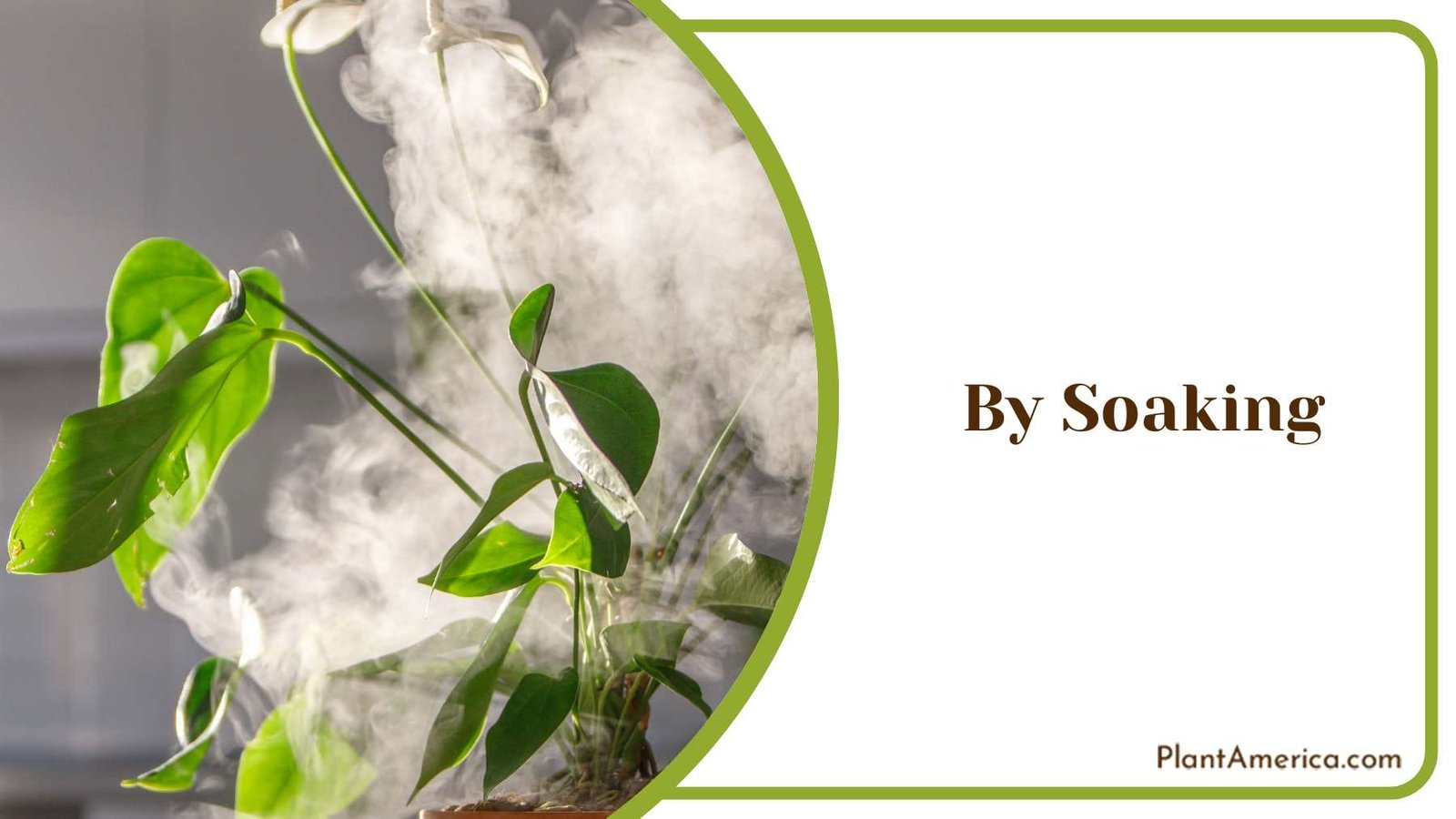 Fertilizer for Air Plants Plant America