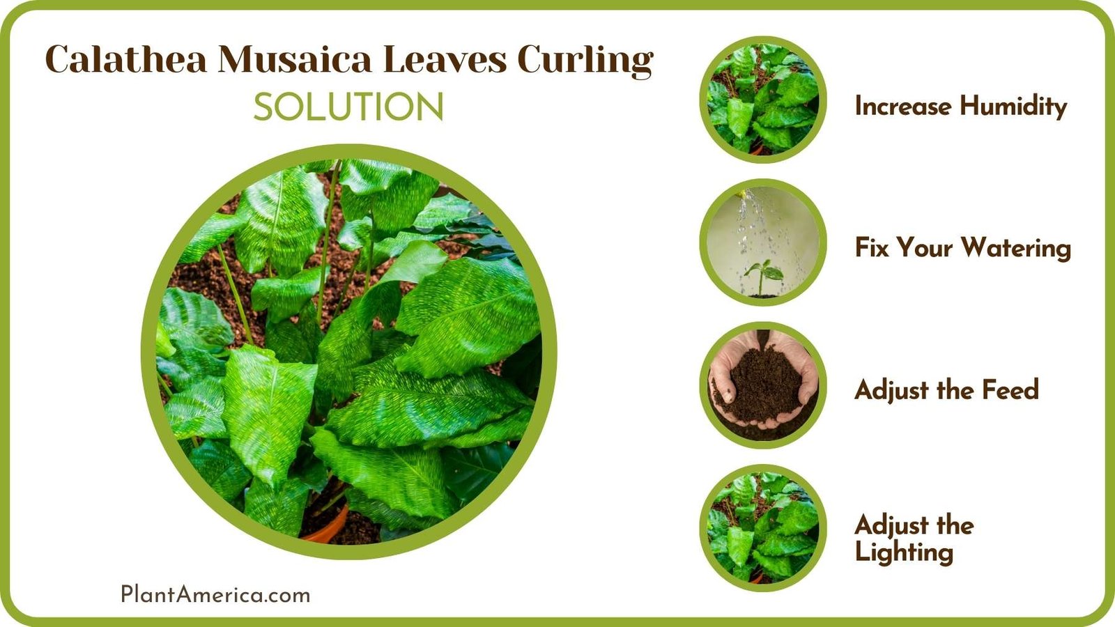 Fix Curling Leaves of Plants ~ Plant America Fix Curling Leaves of Plants ~ Plant America