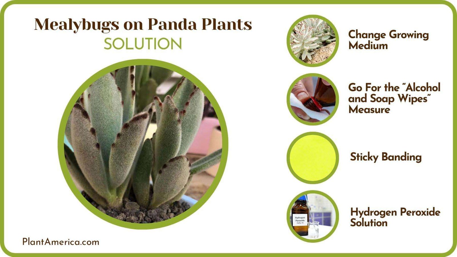 Fixes of Mealybugs on Panda Plants Plant America