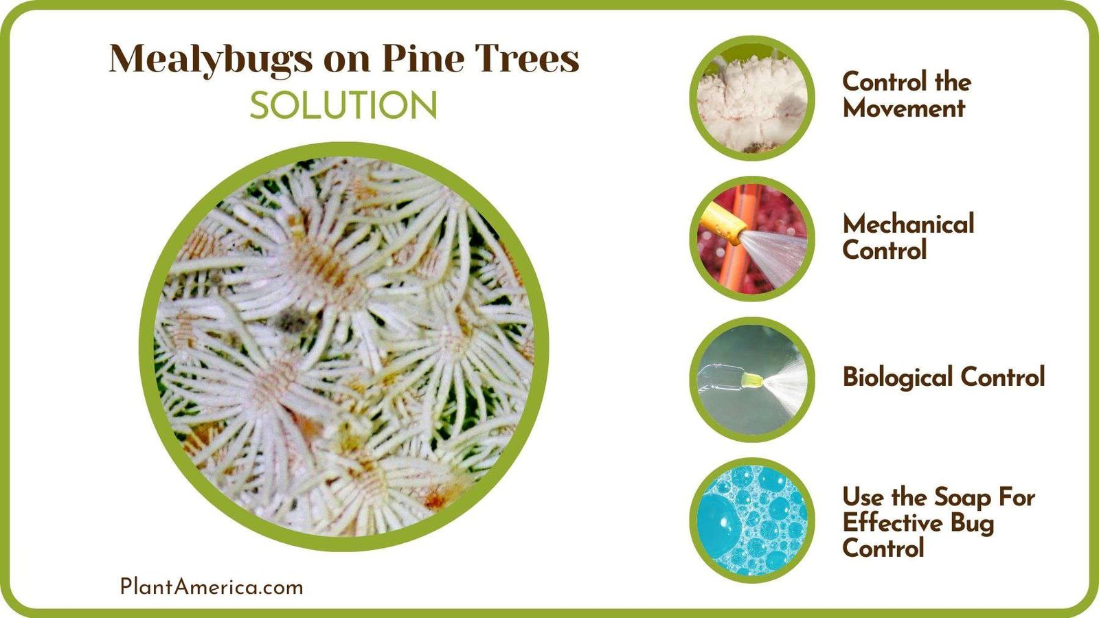 Fixes of Mealybugs on Pine Trees PlantAmerica