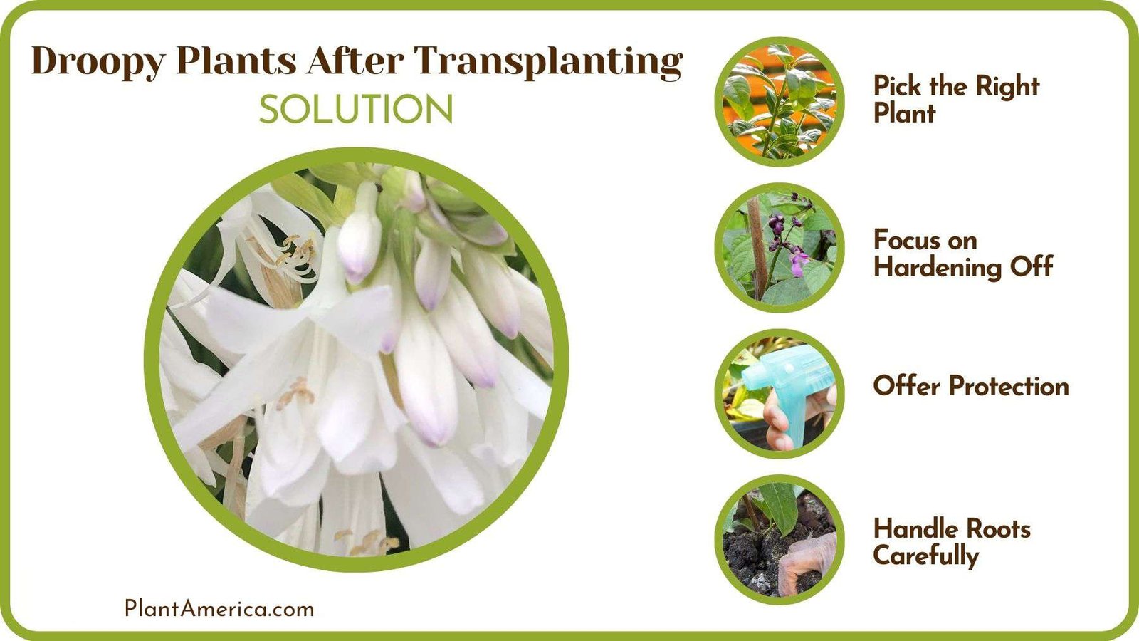 Fixing Droopy Plants After Transplanting Plant America