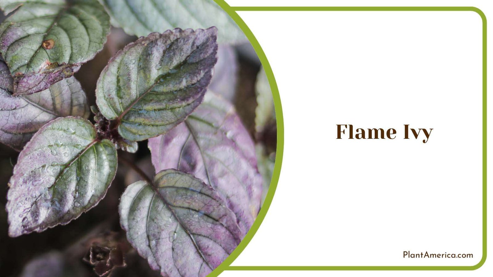 Flame Ivy Beauty Indoor Botanical Charm Plant America