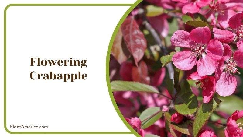 Flowering Crabapple Common Issues Plant America Flowering Crabapple Common Issues Plant America