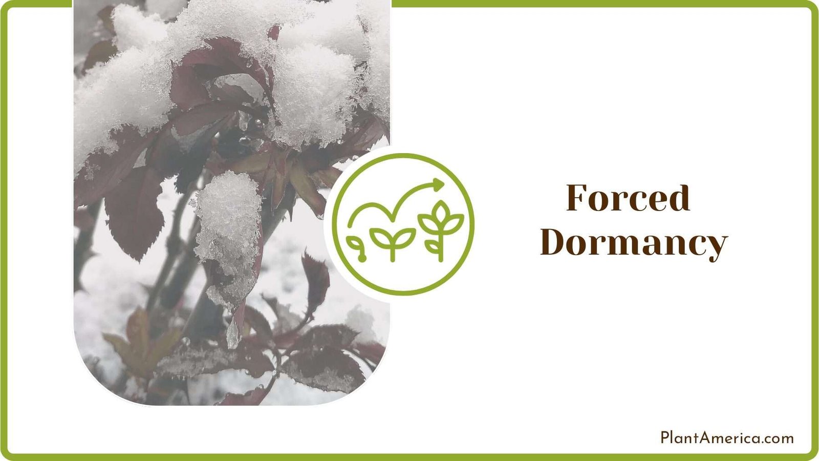 Forced Dormancy on Jade Plant America