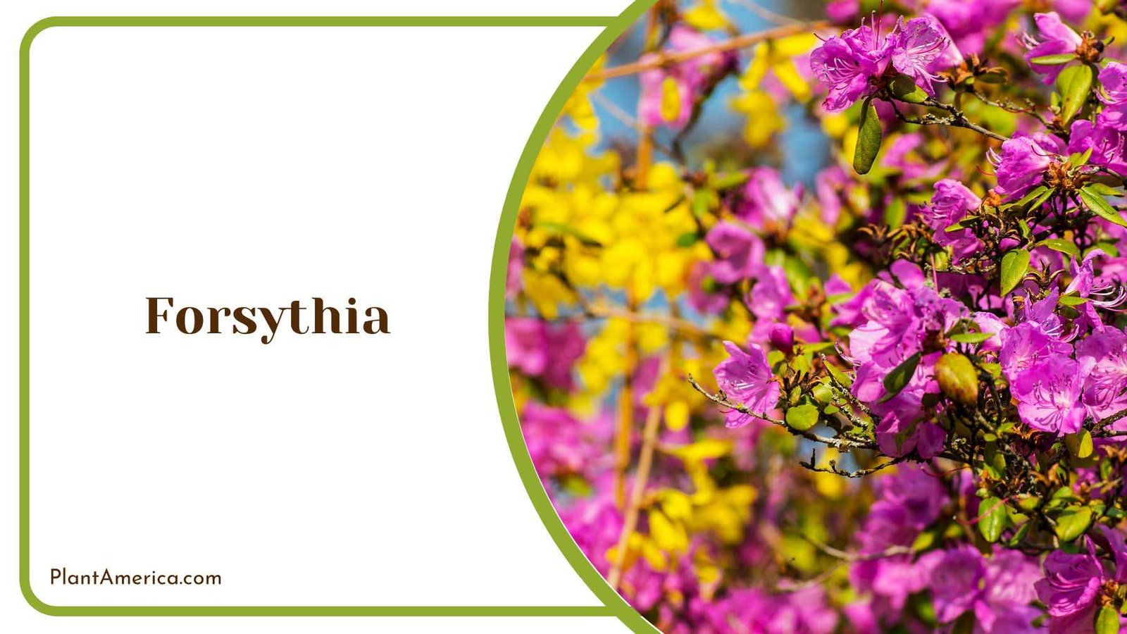 Forsythia Early Spring Blooms Plant America