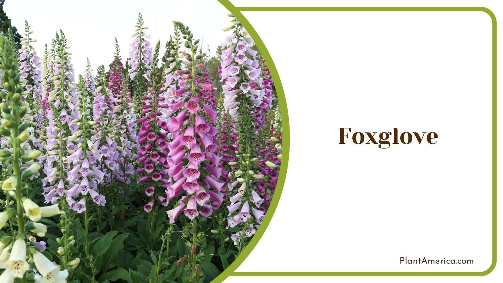 Foxglove Blooms In Garden Plant America