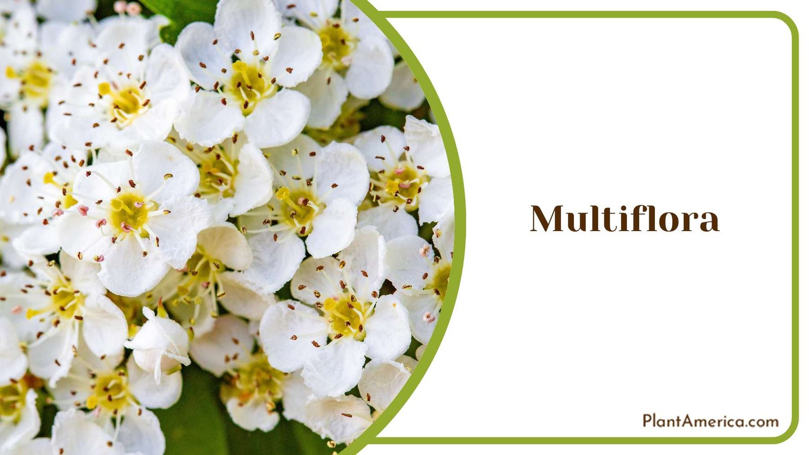 Fragrant White Flowers Multiflora Plant America 1