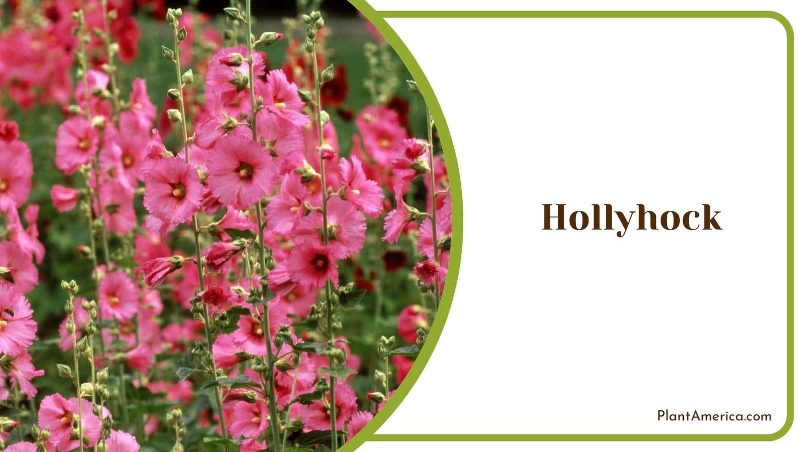Fresh Hollyhock Flowers Plant America Fresh Hollyhock Flowers Plant America