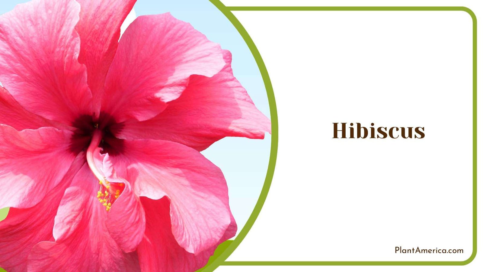 Full Sun Hibiscus Brilliant Blossoms Plant America