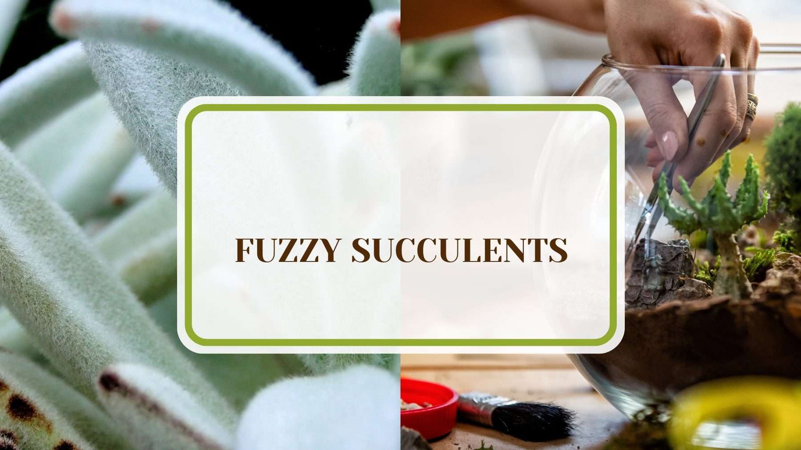 Fuzzy Succulents Unique Garden Textures Plant America 20 Fuzzy Succulents You Need in Your Plant Collection