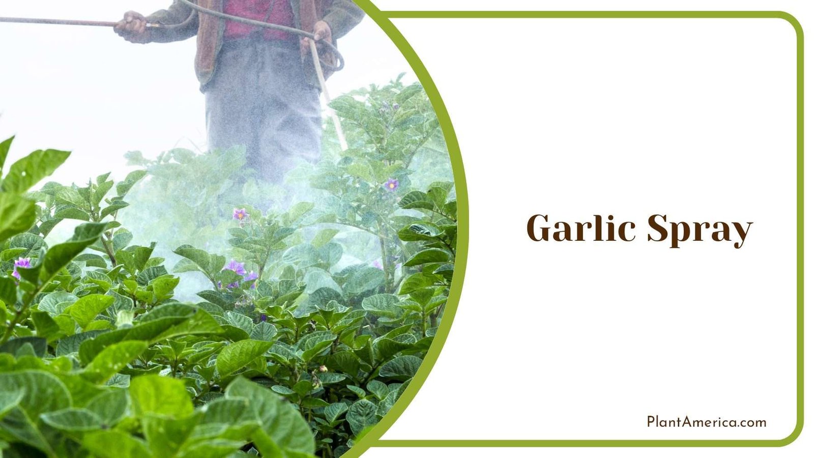 Garlic Spray To Stop Mealybug Plant America