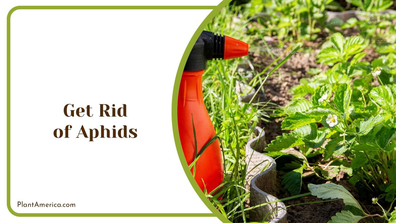 Get Rid of Aphids on Orange PlantAmerica