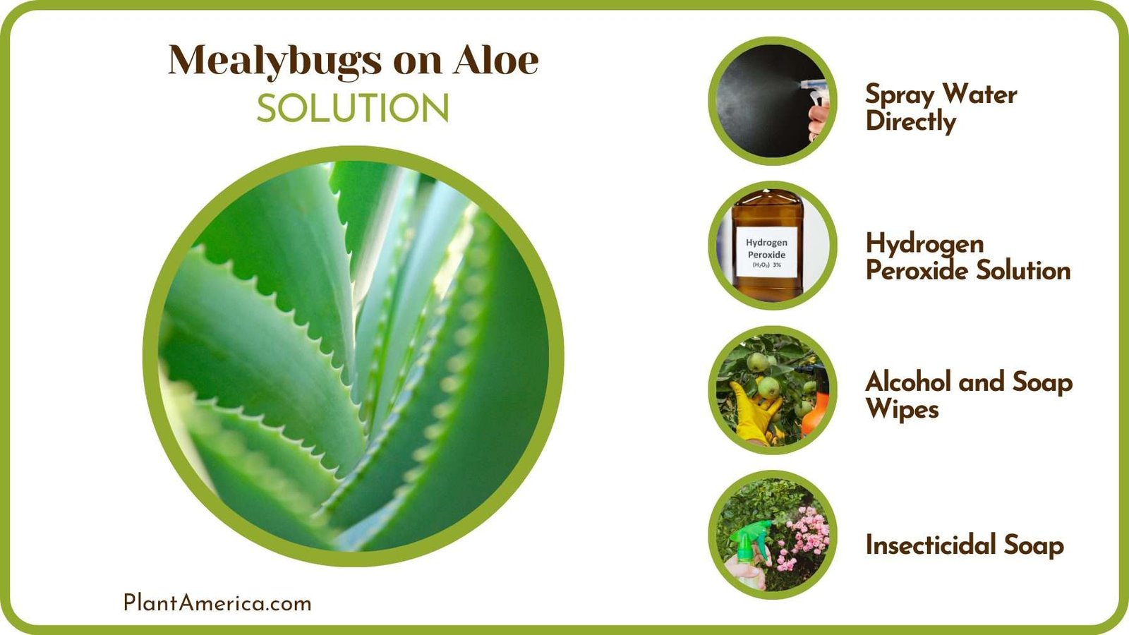 Get Rid of Mealybugs from Aloe Plant America