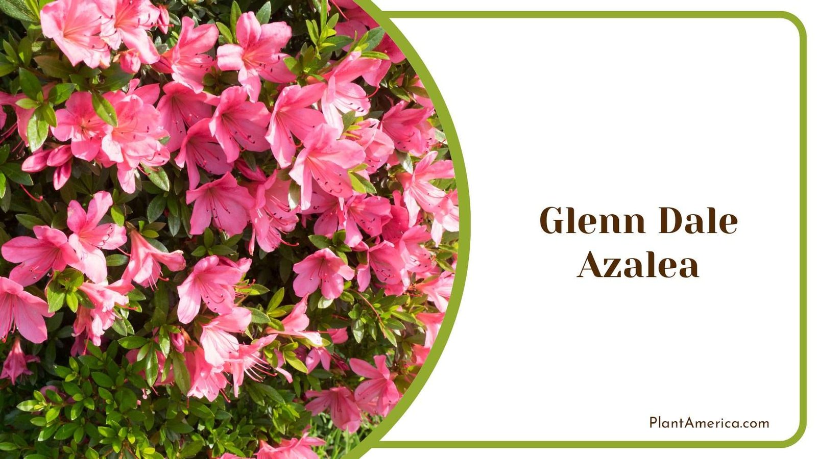Glenn Dale Pink Flowers Azalea Plant America