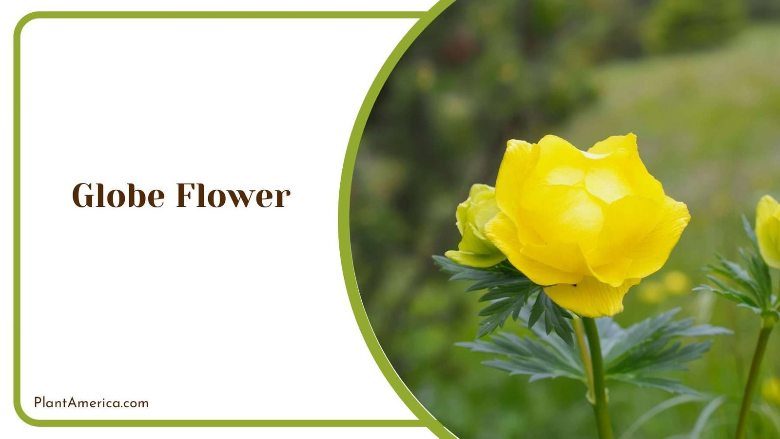 Globe Flower Nice Blooms PlantAmerica
