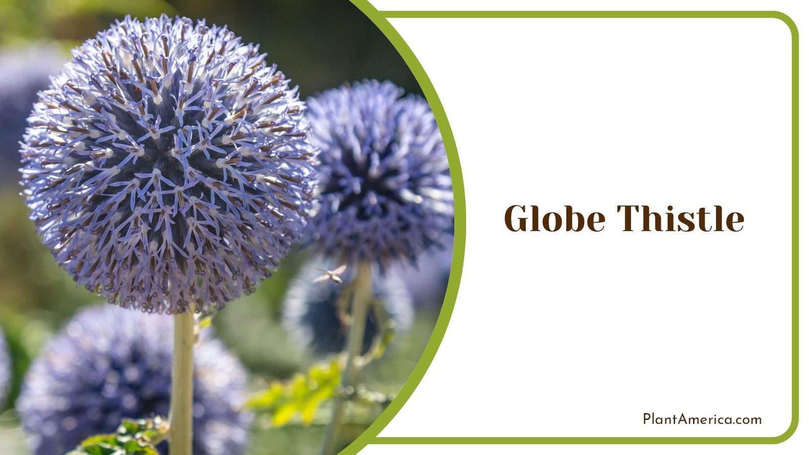 Globe Thistle Ball Plant America