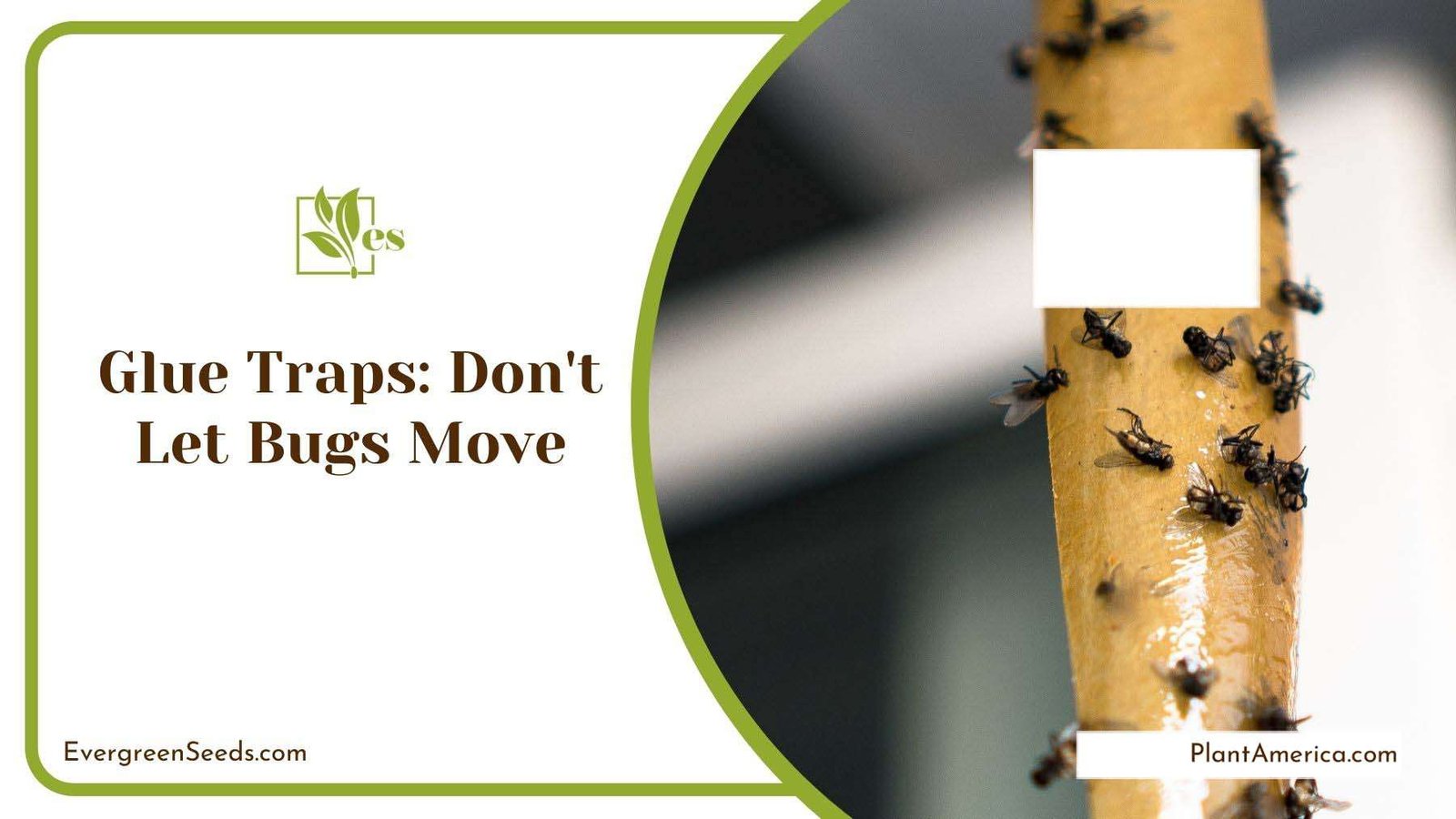 Glue Traps for Mealybugs Plant America