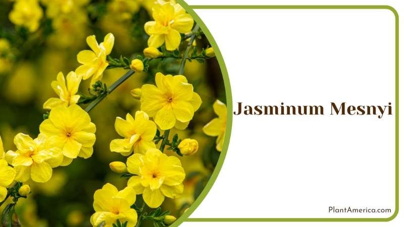 Golden Jasminum Mesnyi Plant America