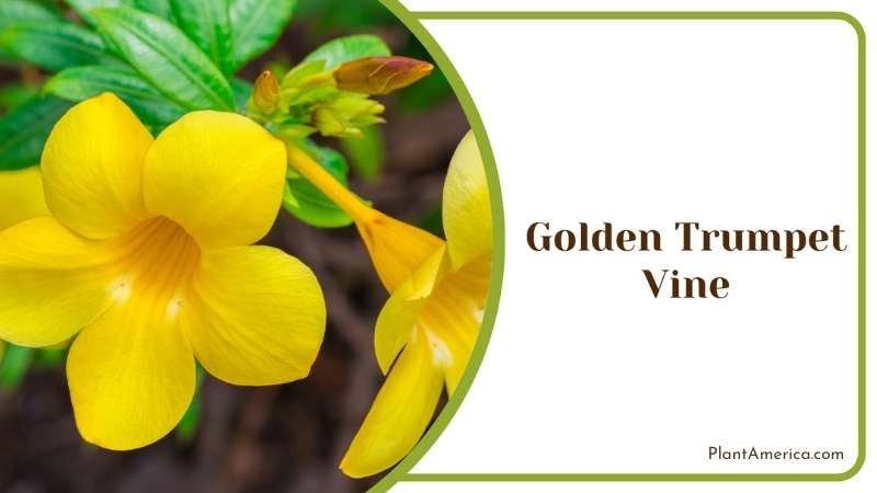 Golden Trumpet Vine Plant America
