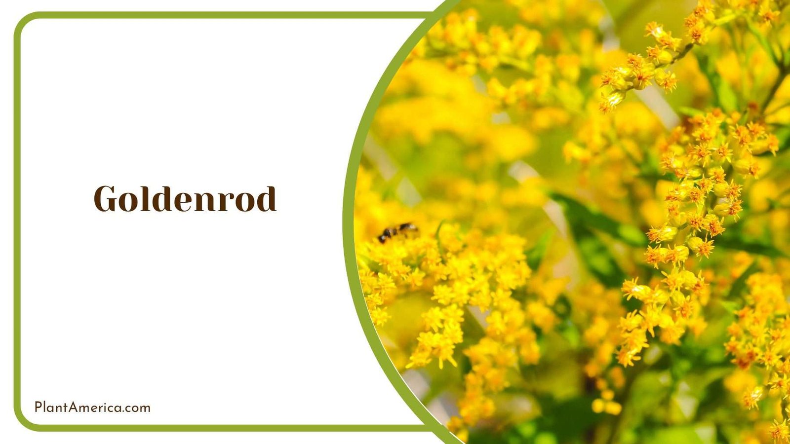 Goldenrod Flower Blooms Nature PlantAmerica